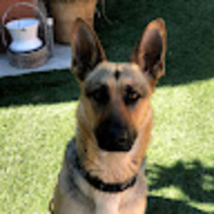 Meet your Posher, Daisy